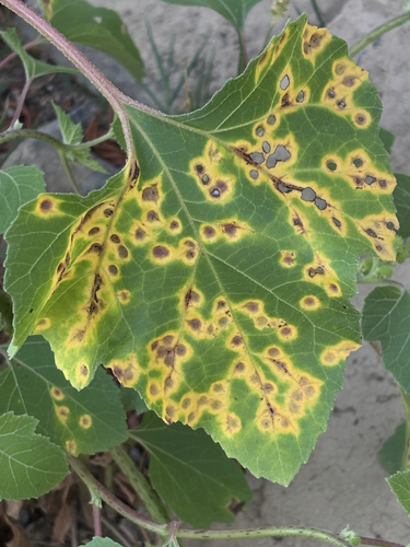 Puccinia xanthii
