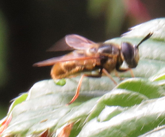 Callicera