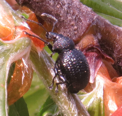 Otiorhynchus gemmatus