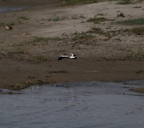 River Lapwing