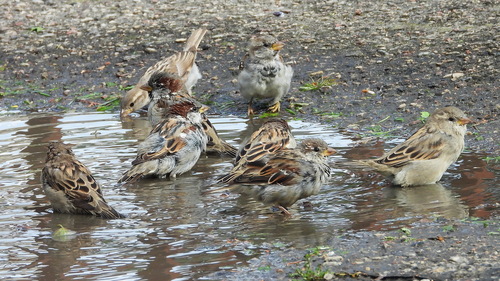 House Sparrow