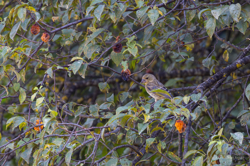 European Greenfinch