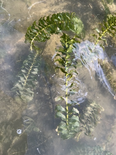 Perfoliate Pondweed