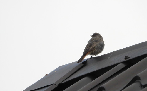 Black Redstart