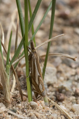 Crambus pratella