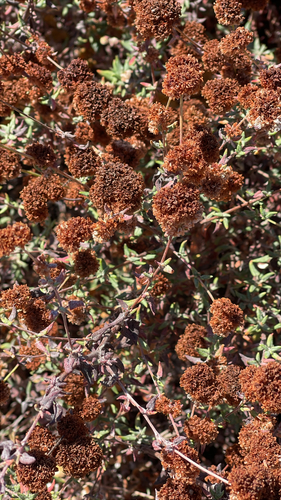 iNaturalist observation photo of Seacliff Wild Buckwheat