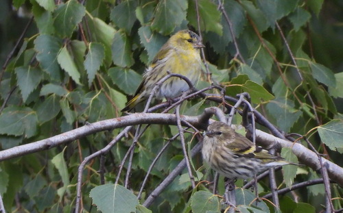 Eurasian Siskin