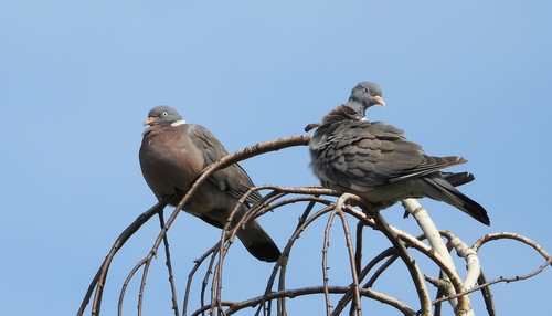 Common Wood-Pigeon