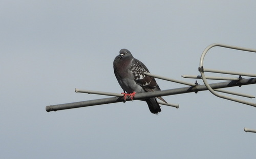 Feral Pigeon