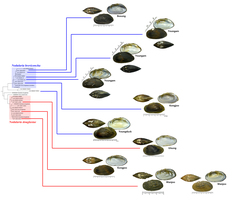 Nodularia breviconcha