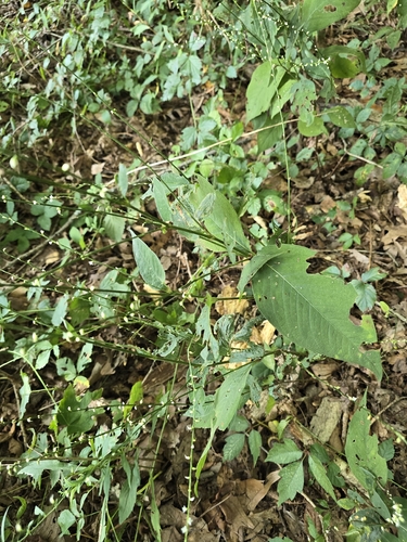 American jumpseed