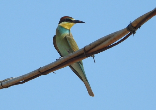 European Bee-eater