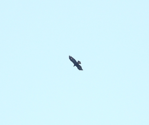Golden Eagle