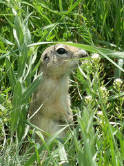 Spermophilus xanthoprymnus