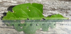 Cyclophyllum coprosmoides coprosmoides