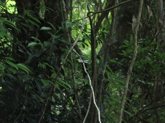 Stylogomphus chunliuae