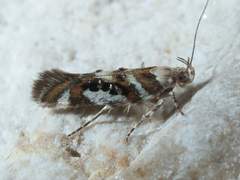 Aristotelia elegantella