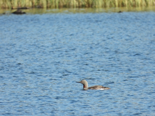 Red-throated Loon