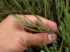 Perideridia kelloggii