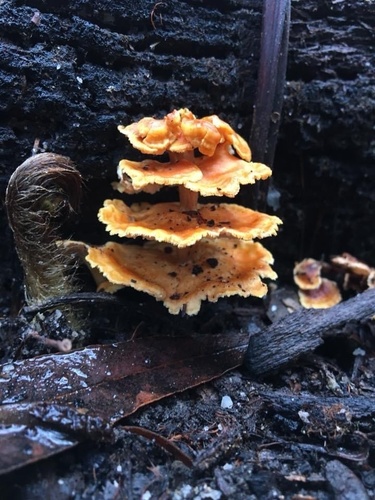 Pagoda Fungus