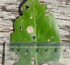 Cyclophyllum coprosmoides coprosmoides