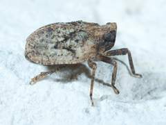 Traxus fulvus