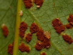 Liosomaphis berberidis