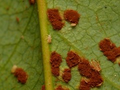 Liosomaphis berberidis