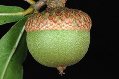 Quercus hemisphaerica, photograph (c) Douglas Goldman, some rights reserved (CC BY-SA)