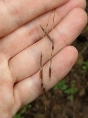 Bromus laevipes