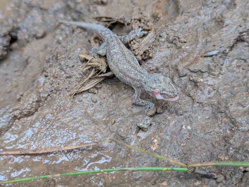 Hemidactylus frenatus observed 2026-08-12