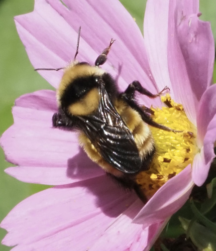 Northern Amber Bumble Bee