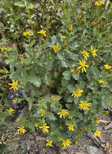 Senecio fremontii, photograph 2