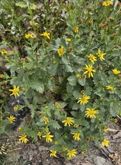 Senecio fremontii, photograph (c) Alexis Murray, some rights reserved (CC BY)