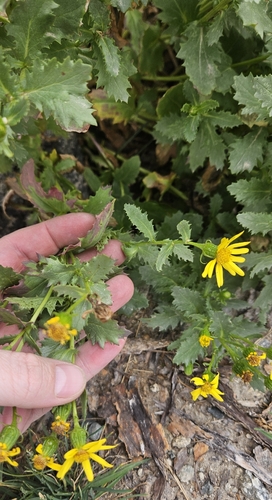 Senecio fremontii, photograph 3