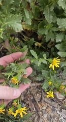 Senecio fremontii, photograph (c) Alexis Murray, some rights reserved (CC BY)