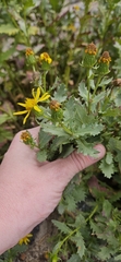 Senecio fremontii, photograph (c) Alexis Murray, some rights reserved (CC BY)