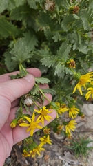 Senecio fremontii, photograph (c) Alexis Murray, some rights reserved (CC BY)