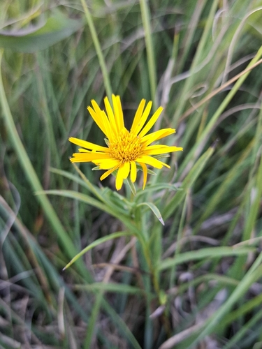 Sword-leaved Inula