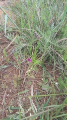 Vicia sativa amphicarpa