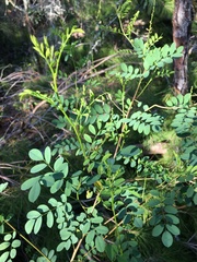 Indigofera caroliniana