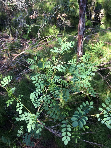 Indigofera caroliniana, photograph 2