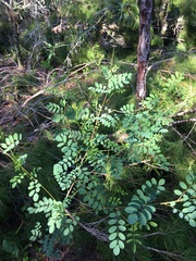 Indigofera caroliniana, photograph author not stated, no rights reserved