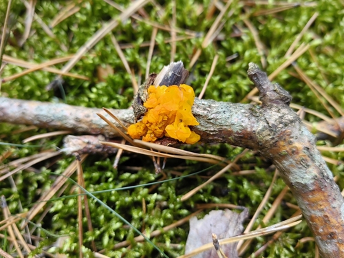 witch's butter