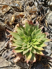 Dudleya candelabrum