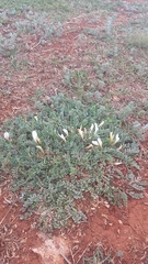 Astragalus rupifragus