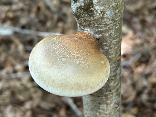 birch polypore