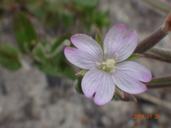 Epilobium gunnianum