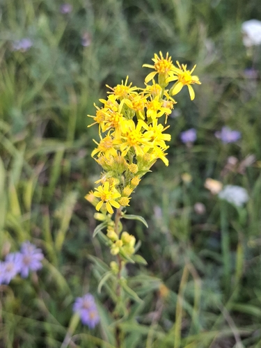 European goldenrod