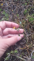 Coronilla scorpioides